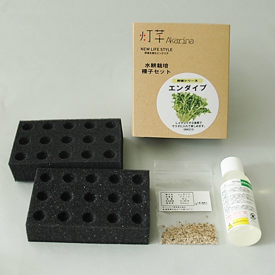 エンダイブの種子 スポンジ・液体肥料付き MAS13【梱包60サイズ】