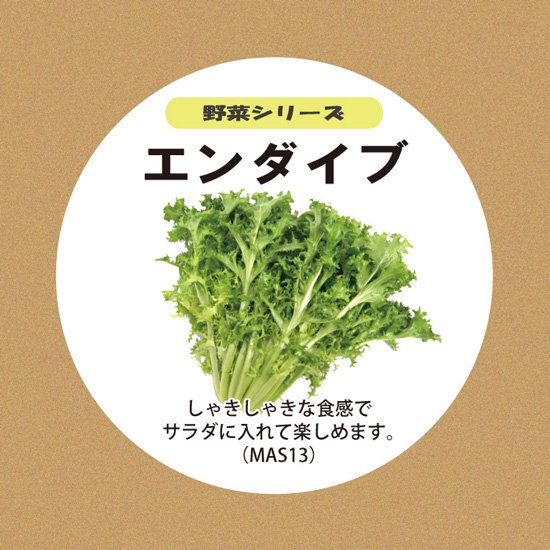 エンダイブの種子 スポンジ・液体肥料付き MAS13【梱包60サイズ】