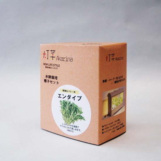 エンダイブの種子 スポンジ・液体肥料付き MAS13【梱包60サイズ】