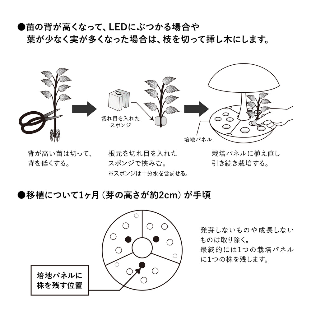 
                      
                        【予約受付中! 8月19日出荷】レジナミックスの種子 水耕栽培用  種 液体肥料 スポンジ MAS15
                      
                    