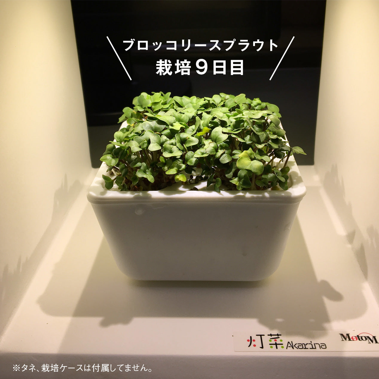 LED植物育成ライト(小) Akarina09 室内栽培 木製 MAI09【梱包80サイズ