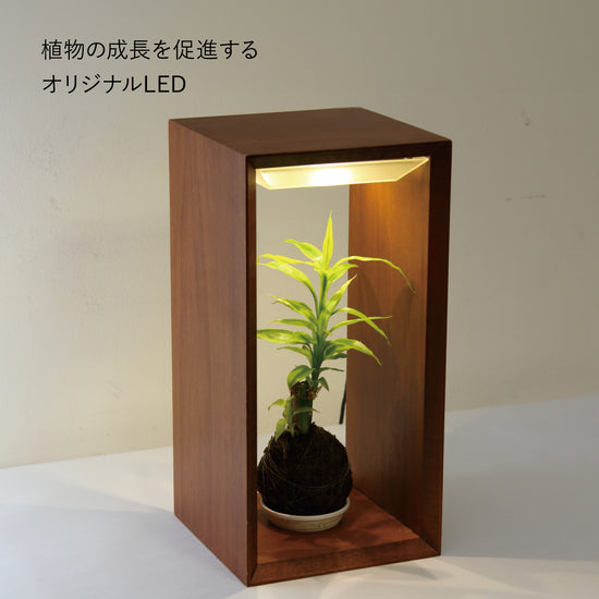 苔玉や蘭にぴったりな木製のLED植物育成ライト(大)Akarina10 MAI10 【梱包100サイズ】
