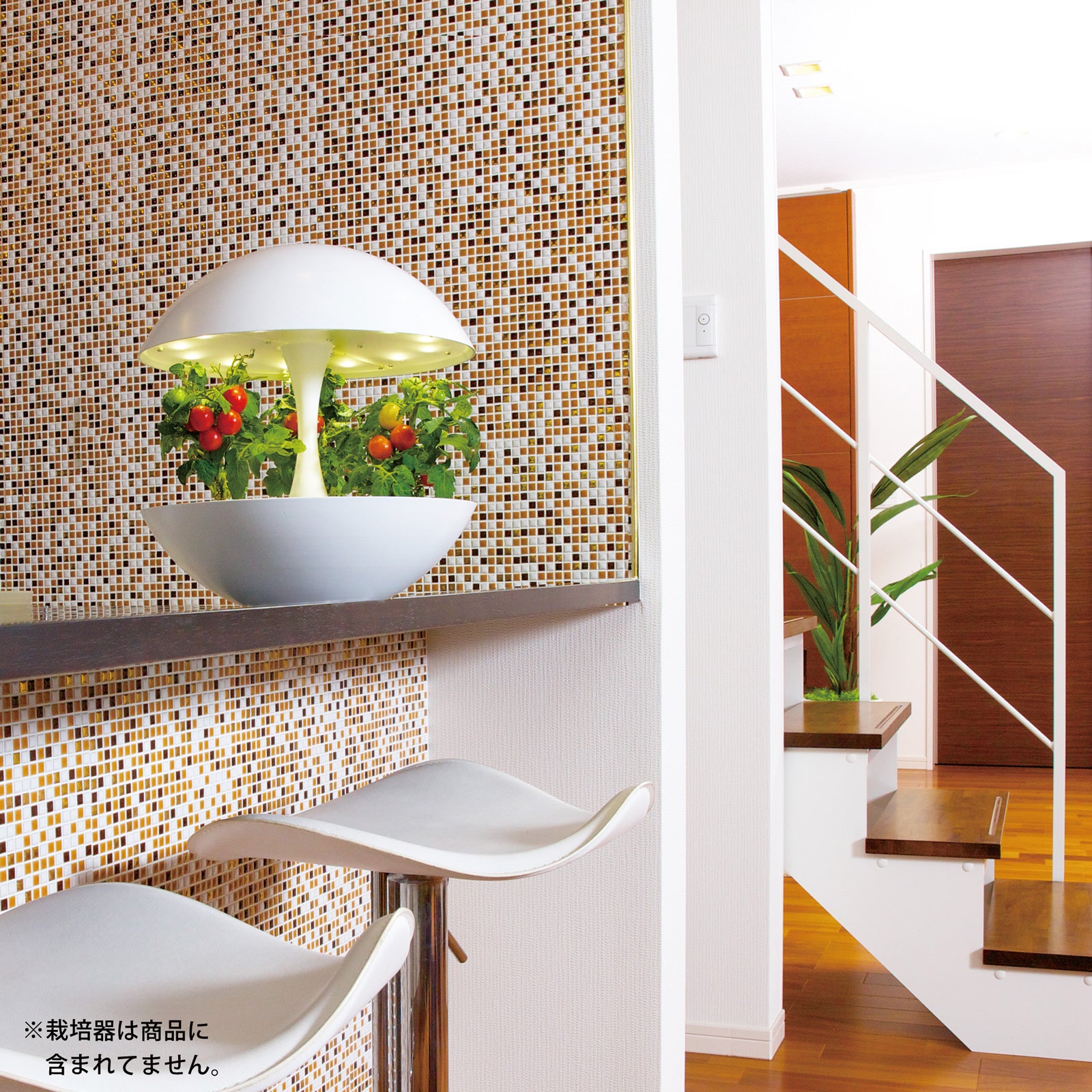 宅配便】レジナトマト ミックス種子セット | 定形外郵便｜水耕栽培用