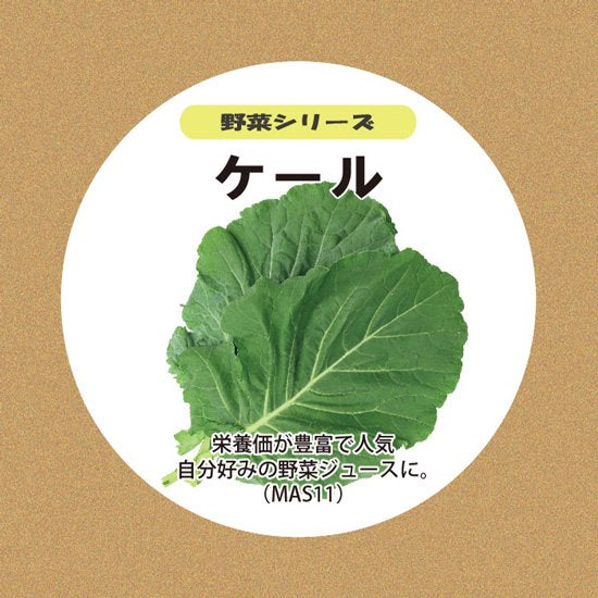 ケールの種子 スポンジ・液体肥料付き MAS11【梱包60サイズ】