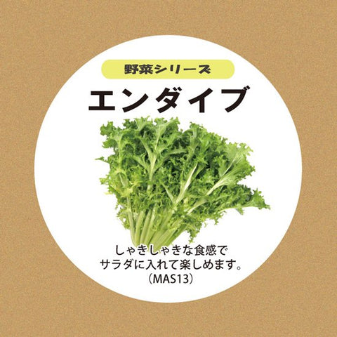 エンダイブの種子 スポンジ・液体肥料付き MAS13【梱包60サイズ】