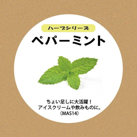 ペパーミントの種子／スポンジ・液体肥料【梱包60サイズ】