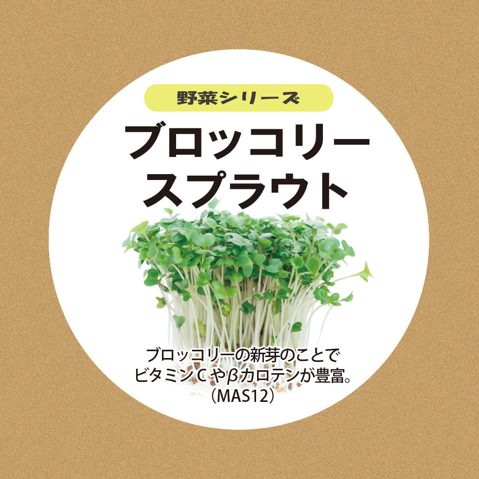 ブロッコリー スプラウト種子 スポンジ・液体肥料付き MAS12【梱包60サイズ】