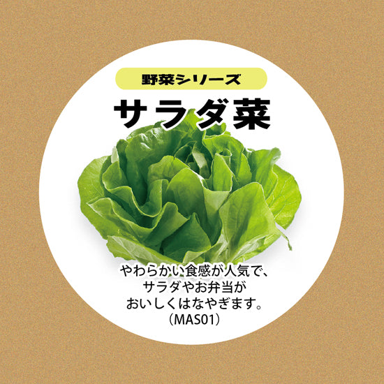 
                      
                        サラダ菜の種子 スポンジ・液体肥料付き MAS01【梱包60サイズ】
                      
                    