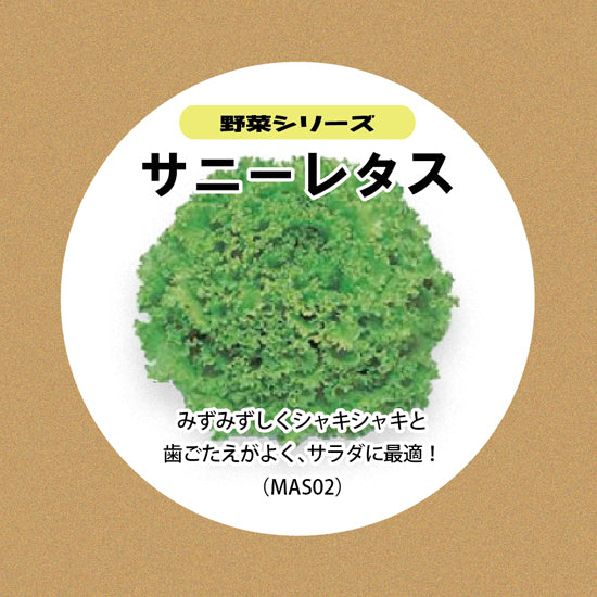 サニーレタスの種子 スポンジ・液体肥料付き MAS02【梱包60サイズ】