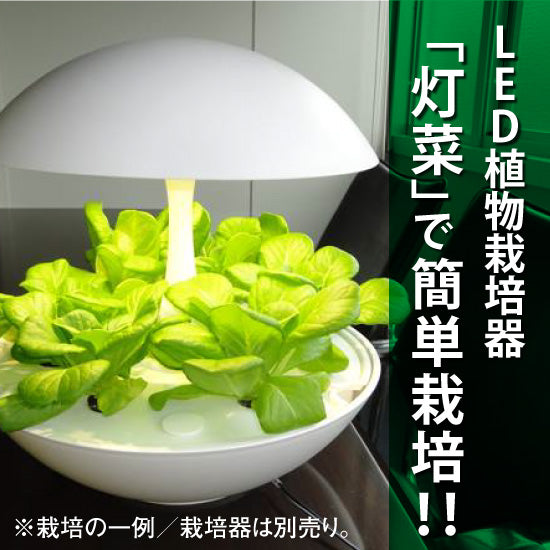 
                      
                        サラダ菜の種子 スポンジ・液体肥料付き MAS01【梱包60サイズ】
                      
                    