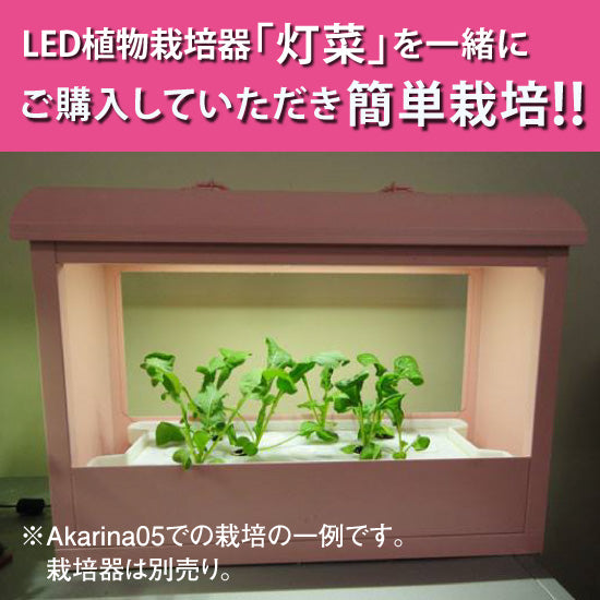 
                      
                        ルッコラの種子 スポンジ・液体肥料付き MAS08【梱包60サイズ】
                      
                    